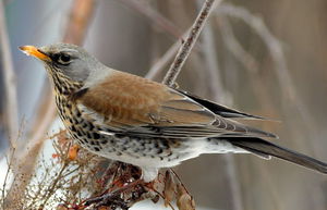 Птица дрозд: разнообразие видов