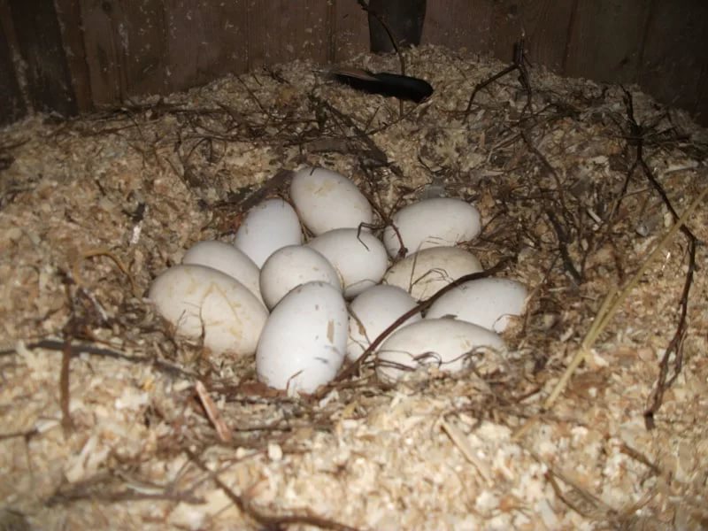 Гусиное гнездо с яйцами