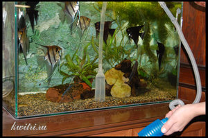 Как самим почистить аквариум