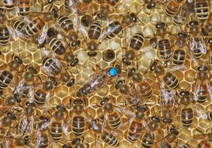 Как выглядит пчела карника