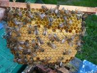 Особенности породы пчел
