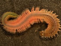 Морские черви-обитатели моря