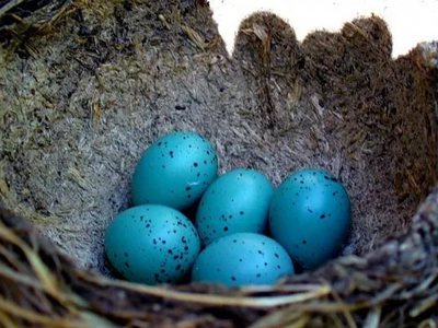 Яйца лесных птиц фото и название