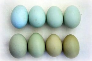 Яйца разного окраса у разных птиц