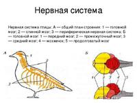 Органы чувств птиц
