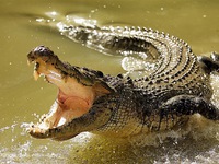 Крокодил и места его обитания
