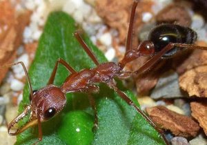 Питание муравья в природе