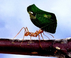Перенос веса муравьем