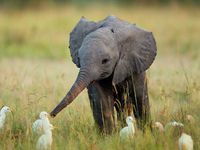 Виды слонов