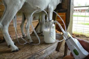 Аппараты для дойки коз
