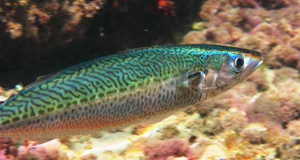 Южная скумбрия - фото рыбы в естественной среде