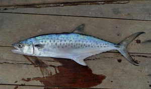 Макрель - крупная хищная рыба