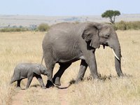 Как протекает беременность слонов