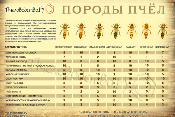 Инфографика породы пчел
