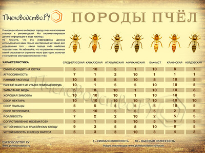 Виды пчел и их характеристика