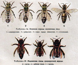 Основные породы пчел