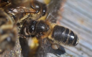 Среднерусская пчела