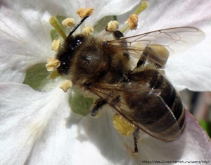 Серая кавказская пчела