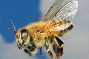 Карпатская пчела