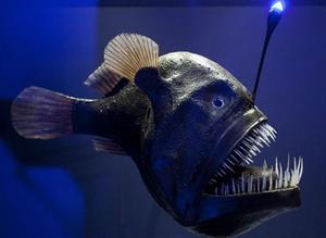 Рыба удильщик - необычайное создание