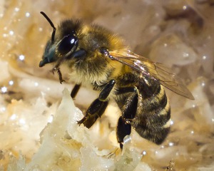 Краинская пчела
