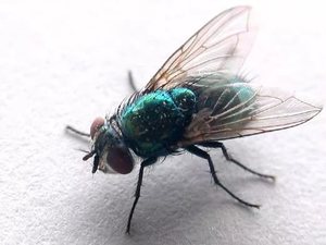 Зеленая муха – насекомое