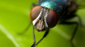 Как умываются мухи лапками