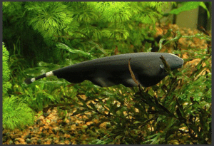 Аптеронотус иначе называется рыба-нож