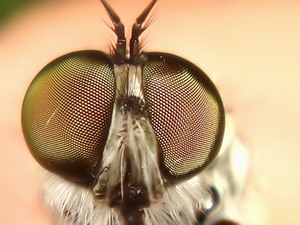 Комнатные мухи - строение и другие особенности