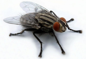 Как видит муха - строение глаз