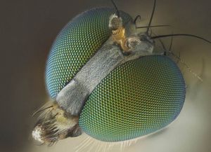 Необычное , зрение мухи - особенности строения и восприятия