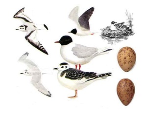 Чайка речная - взрослые птицы и яйца