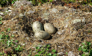 Чайка - гнездо и три яйца