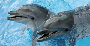 Добыча еды дельфинами