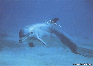 Миролюбивое животное - дельфин