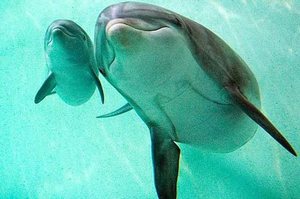 Появление потомства у дельфина