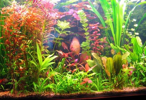 Растения в аквариуме