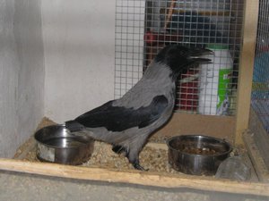Чем кормить ворона в домашних условиях?