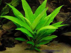 Номафила прямая - растения для аквариума