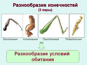 Типы конечностей насекомых