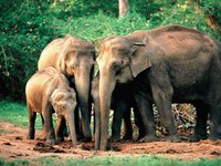 Индийский слон - отличительные признаки