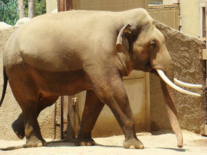 Индийский слон - размеры и скорость перемещения