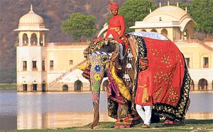 Индийский слон используется людьми с давних времен