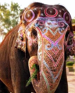 Индийский слон в традиционном убранстве Индии