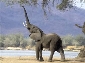 Как слоны ходят на водопой