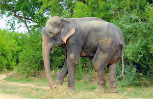 Индийский слон Раджу  - знаменитый 