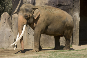 Самец индийского слона - размеры