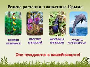 Редкие растения и животные Крыма