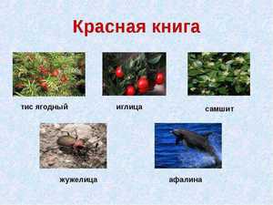 Растения из красной книги в Крыме