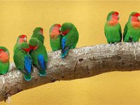 Неразлучники - разновидность  попугаев